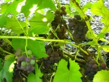 winorosl-alwood-2l-rodzaj-rosliny-winorosl