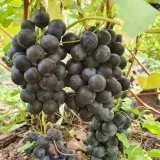 winorosl-alwood-2l-stan-nowy