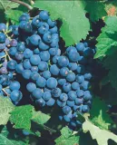 winorosl-alwood-2l-producent-szkolka-pnaczy-marek-wedrowski
