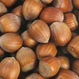 orzech-laskowy-leszczyna-2l