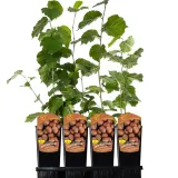 orzech-laskowy-leszczyna-2l-stan-nowy