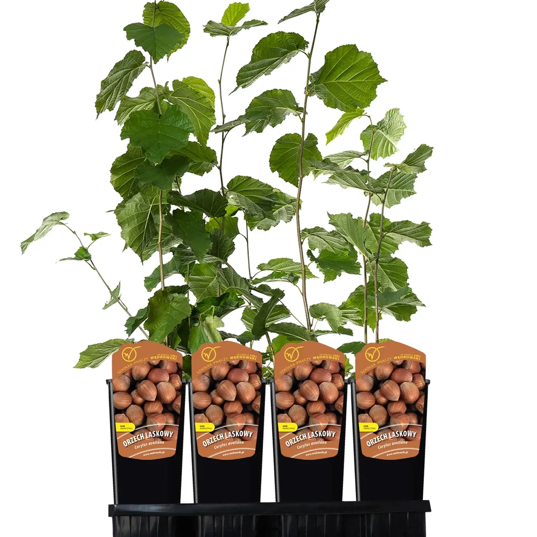 orzech-laskowy-leszczyna-2l-styl-ogrod-srodziemnomorski-ogrod-wiejski-ogrod-skalny-ogrod-nowoczesny-ogrod-japonski