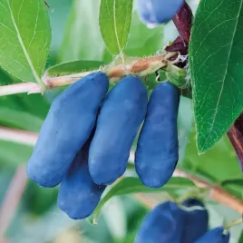 jagoda-kamczacka-leningradskij-velikan-1l