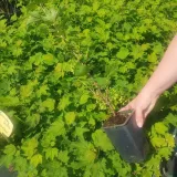 porzeczka-biala-blanka-2l-rodzaj-rosliny-porzeczki