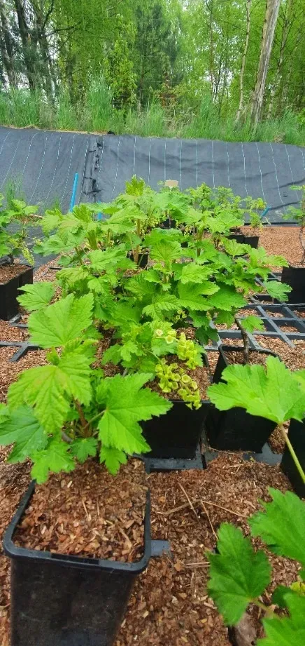 porzeczka-biala-blanka-2l-styl-ogrod-srodziemnomorski-ogrod-wiejski-ogrod-skalny-ogrod-nowoczesny-ogrod-japonski