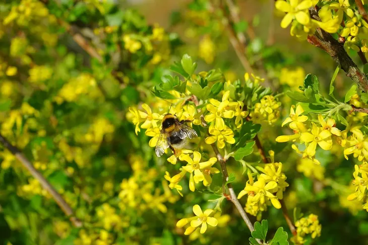 porzeczka-biala-blanka-2l-odmiana-blanka