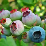 borowka-amerykanska-nelson-2l-nazwa-lacinska-vaccinium-corymbosum