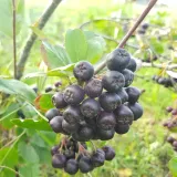aronia-sliwolistna-viking-2l-styl-ogrod-srodziemnomorski-ogrod-wiejski-ogrod-skalny-ogrod-nowoczesny-ogrod-japonski