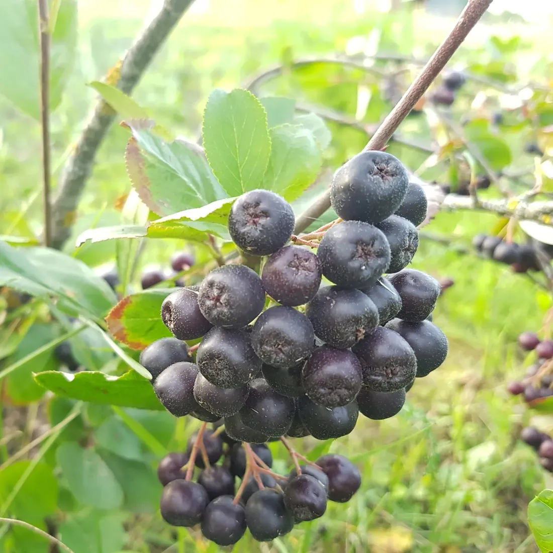 aronia-sliwolistna-viking-2l