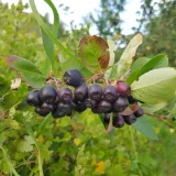 aronia-sliwolistna-viking-2l-rodzaj-rosliny-aronie