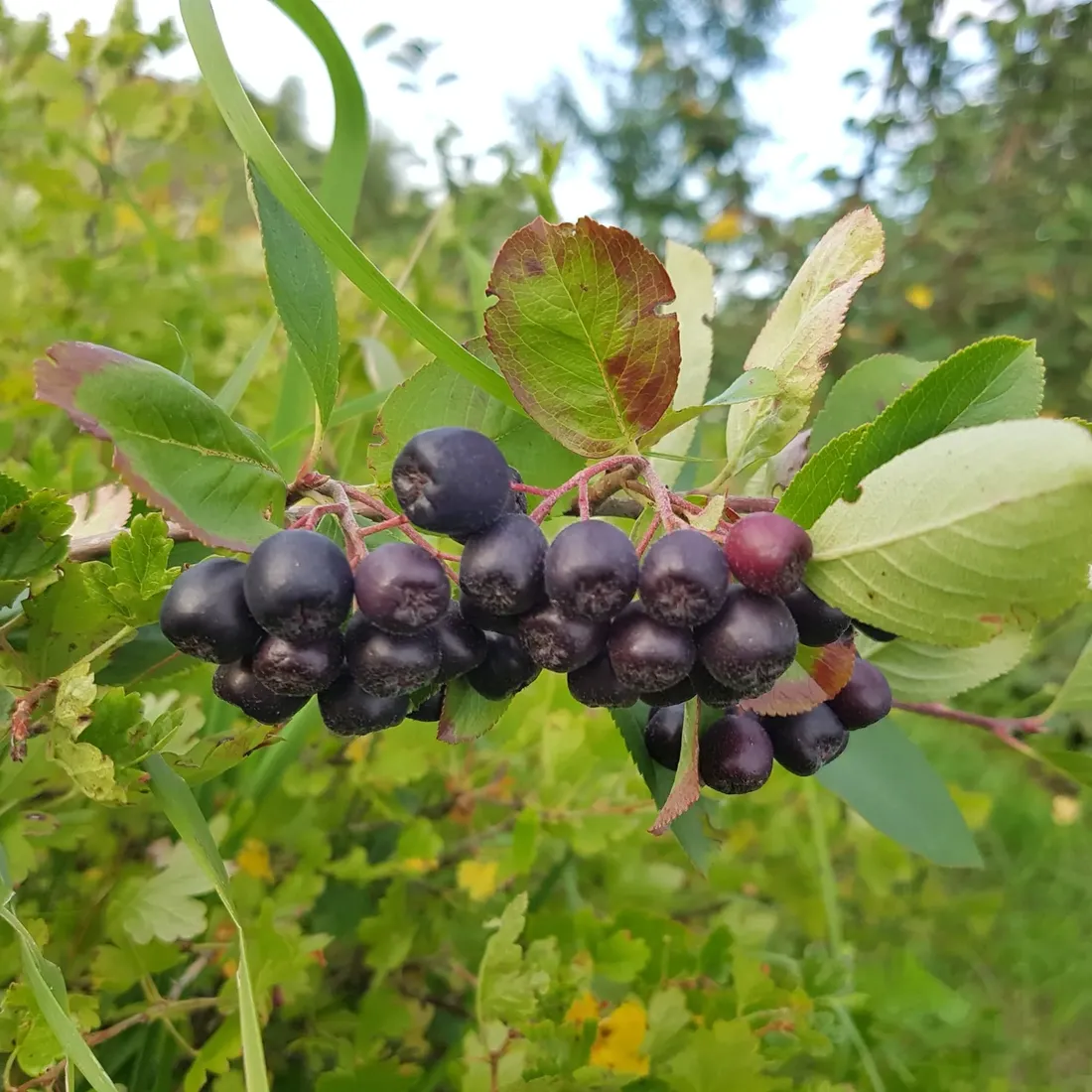 aronia-sliwolistna-viking-2l