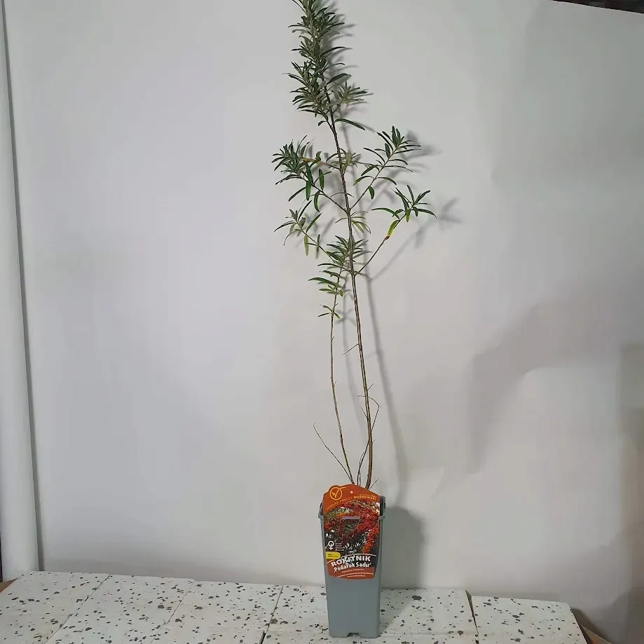 rokitnik-podarok-sadu-zenski-2l