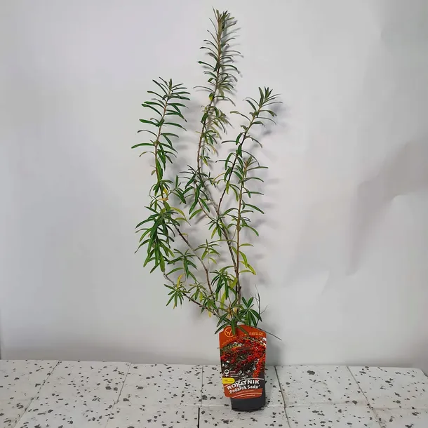 rokitnik-podarok-sadu-zenski-2l-rodzaj-rosliny-inny