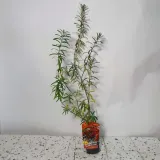 rokitnik-podarok-sadu-zenski-2l-rodzaj-rosliny-inny