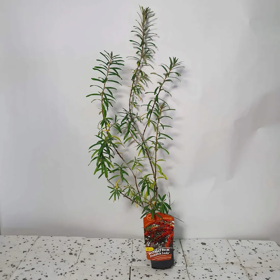 rokitnik-podarok-sadu-zenski-2l