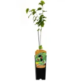 morwa-czarna-negro-2l-styl-ogrod-srodziemnomorski-ogrod-wiejski-ogrod-skalny-ogrod-nowoczesny-ogrod-japonski