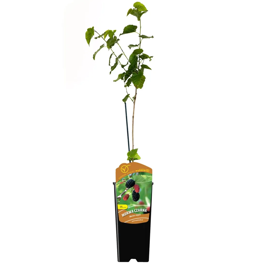 morwa-czarna-negro-2l