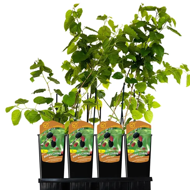 morwa-czarna-negro-2l-styl-ogrod-srodziemnomorski-ogrod-wiejski-ogrod-skalny-ogrod-nowoczesny-ogrod-japonski-rodzaj-rosliny-inny