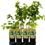 morwa-czarna-negro-2l-styl-ogrod-srodziemnomorski-ogrod-wiejski-ogrod-skalny-ogrod-nowoczesny-ogrod-japonski-rodzaj-rosliny-inny