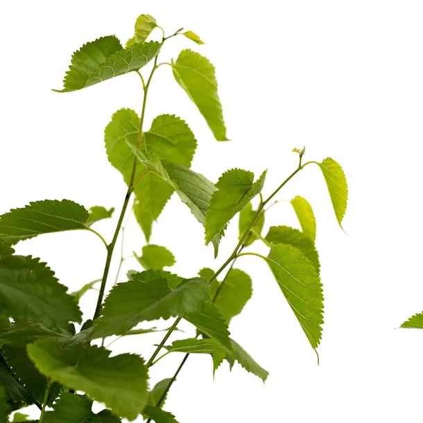 morwa-czarna-negro-2l-styl-ogrod-srodziemnomorski-ogrod-wiejski-ogrod-skalny-ogrod-nowoczesny-ogrod-japonski-stan-nowy