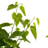 morwa-czarna-negro-2l-styl-ogrod-srodziemnomorski-ogrod-wiejski-ogrod-skalny-ogrod-nowoczesny-ogrod-japonski-stan-nowy