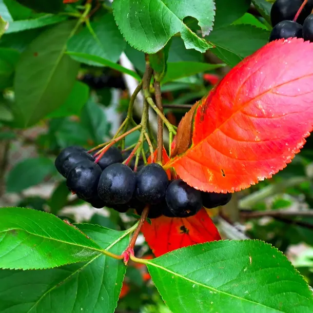 aronia-miczurina-2l-stan-nowy