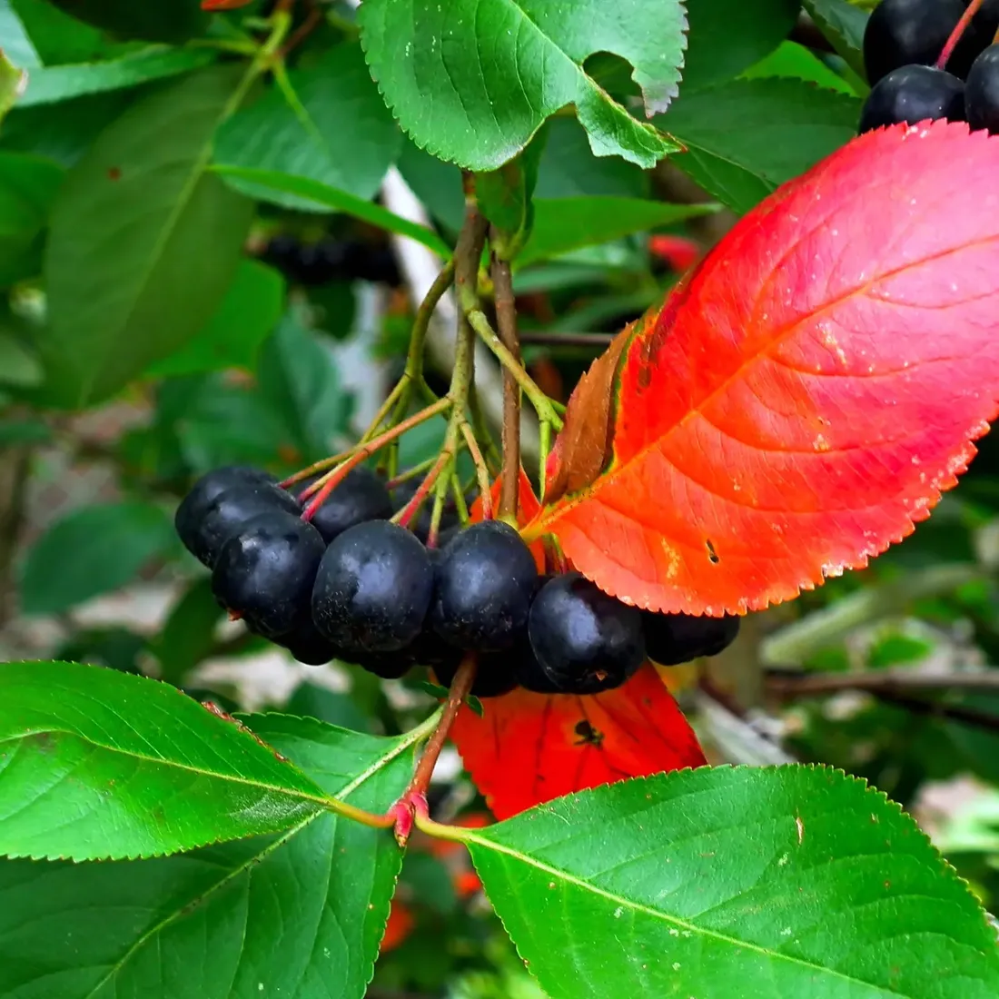 aronia-miczurina-2l-styl-ogrod-srodziemnomorski-ogrod-wiejski-ogrod-skalny-ogrod-nowoczesny-ogrod-japonski