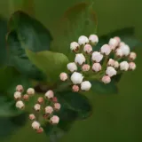 aronia-miczurina-2l-odmiana-miczurina