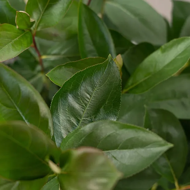 aronia-miczurina-2l-producent-szkolka-pnaczy-marek-wedrowski