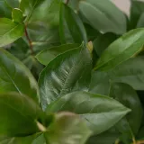 aronia-miczurina-2l-producent-szkolka-pnaczy-marek-wedrowski