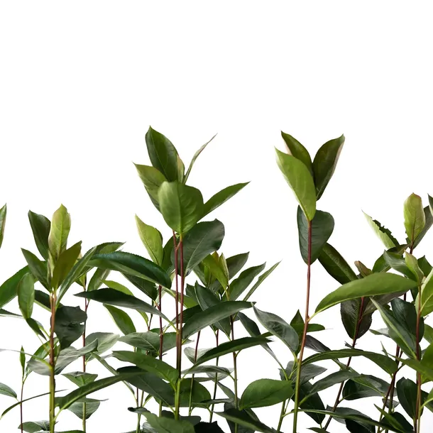 aronia-miczurina-2l-nazwa-lacinska-aronia-melanocarpa