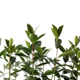 aronia-miczurina-2l-nazwa-lacinska-aronia-melanocarpa