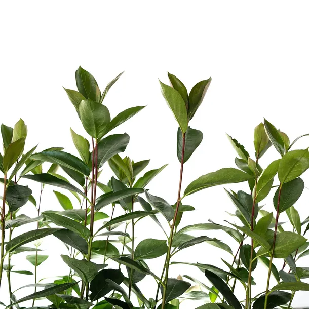 aronia-miczurina-2l-styl-ogrod-srodziemnomorski-ogrod-wiejski-ogrod-skalny-ogrod-nowoczesny-ogrod-japonski-rodzaj-rosliny-aronie