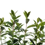 aronia-miczurina-2l-styl-ogrod-srodziemnomorski-ogrod-wiejski-ogrod-skalny-ogrod-nowoczesny-ogrod-japonski-rodzaj-rosliny-aronie