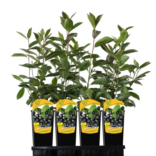 aronia-miczurina-2l-styl-ogrod-srodziemnomorski-ogrod-wiejski-ogrod-skalny-ogrod-nowoczesny-ogrod-japonski-stan-nowy