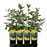 aronia-miczurina-2l-styl-ogrod-srodziemnomorski-ogrod-wiejski-ogrod-skalny-ogrod-nowoczesny-ogrod-japonski-stan-nowy