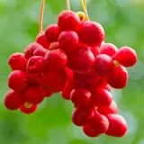 cytryniec-chinski-sadova-no1-2l-nazwa-lacinska-schisandra-chinensis