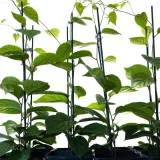 cytryniec-chinski-sadova-no1-2l-styl-ogrod-srodziemnomorski-ogrod-wiejski-ogrod-skalny-ogrod-nowoczesny-ogrod-japonski-rodzaj-rosliny-inny