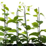 cytryniec-chinski-sadova-no1-2l-styl-ogrod-srodziemnomorski-ogrod-wiejski-ogrod-skalny-ogrod-nowoczesny-ogrod-japonski-stan-nowy