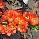 pigwowiec-japonski-2l-nazwa-lacinska-chaenomeles-japonica