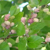 morwa-biala-alba-2l-styl-ogrod-srodziemnomorski-ogrod-wiejski-ogrod-skalny-ogrod-nowoczesny-ogrod-japonski