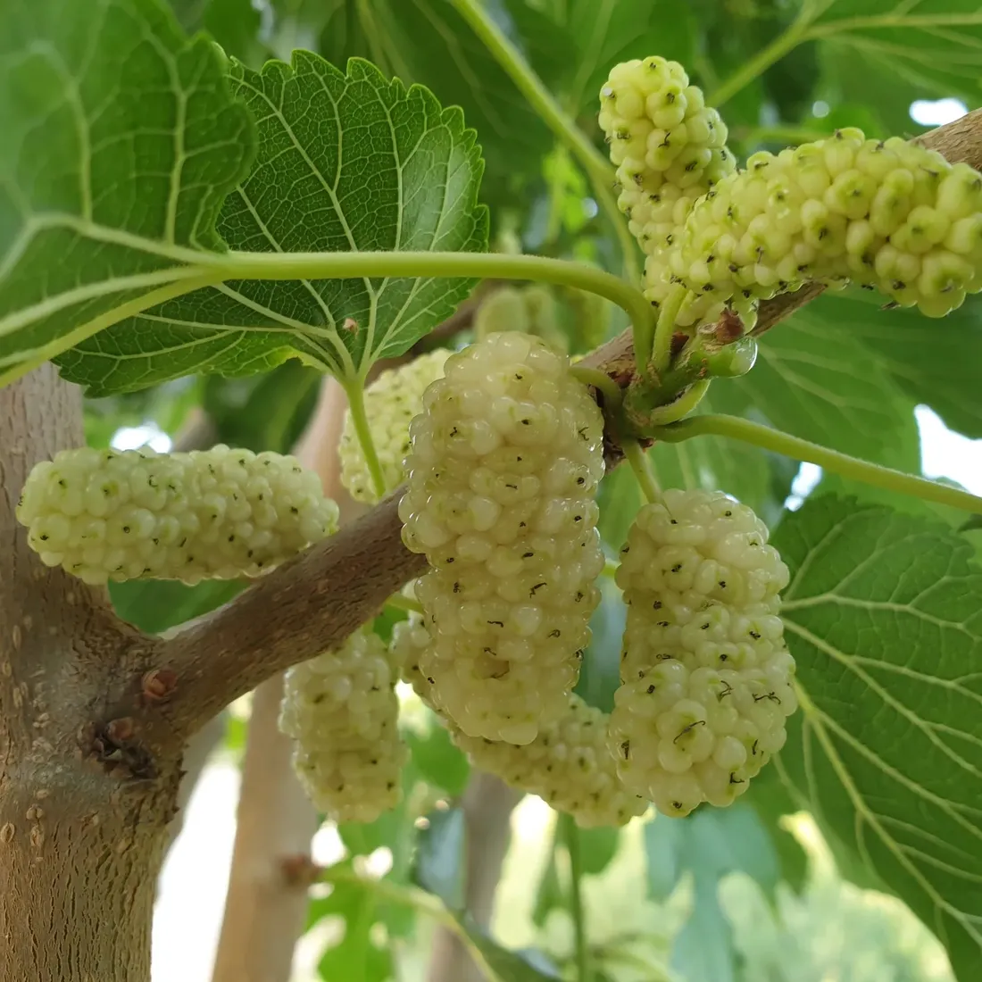 morwa-biala-alba-2l