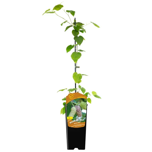 morwa-biala-alba-2l-odmiana-alba