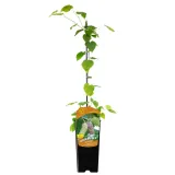 morwa-biala-alba-2l-odmiana-alba