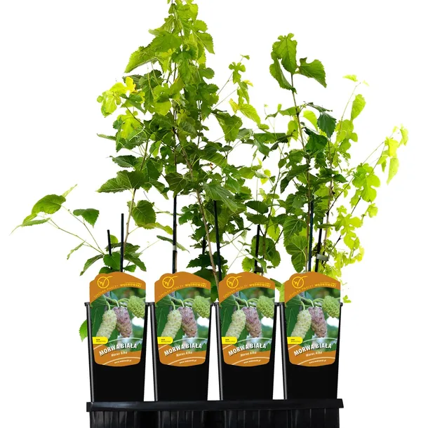 morwa-biala-alba-2l-producent-szkolka-pnaczy-marek-wedrowski