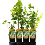 morwa-biala-alba-2l-producent-szkolka-pnaczy-marek-wedrowski
