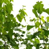 morwa-biala-alba-2l-nazwa-lacinska-morus-alba