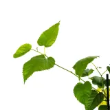 morwa-biala-alba-2l-styl-ogrod-srodziemnomorski-ogrod-wiejski-ogrod-skalny-ogrod-nowoczesny-ogrod-japonski-rodzaj-rosliny-inny