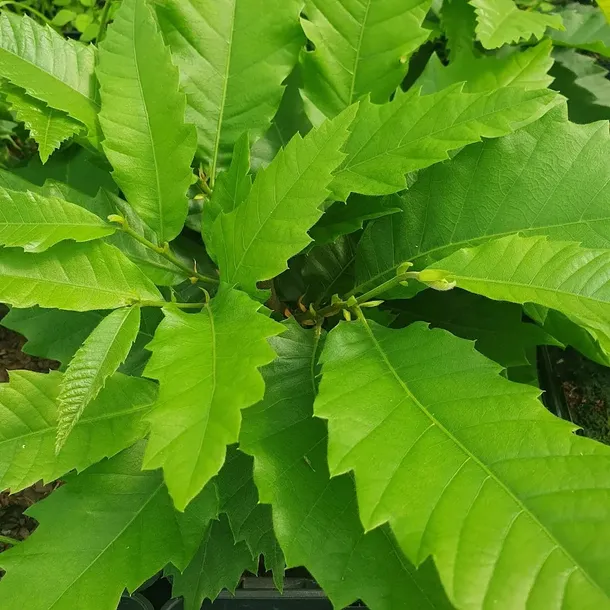 kasztan-jadalny-2l-odmiana-kasztan-jadalny