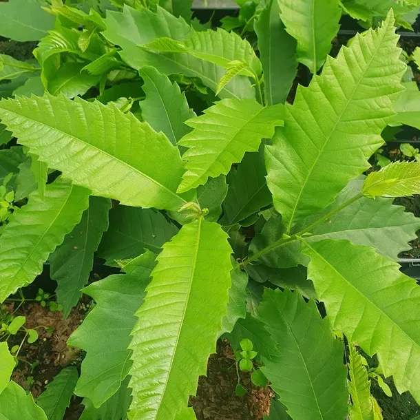 kasztan-jadalny-2l-producent-szkolka-pnaczy-marek-wedrowski